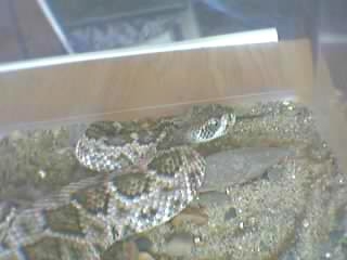 Western Diamondback Rattlesnake(Crotalus atrox)2005(2).JPG [32 Kb]